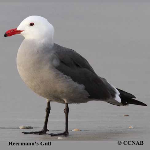 Birds of North America