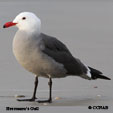 Heermann's Gull range map