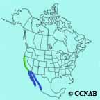 Heermann's Gull range map