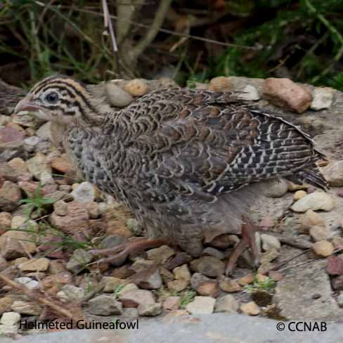 Birds seen in North America