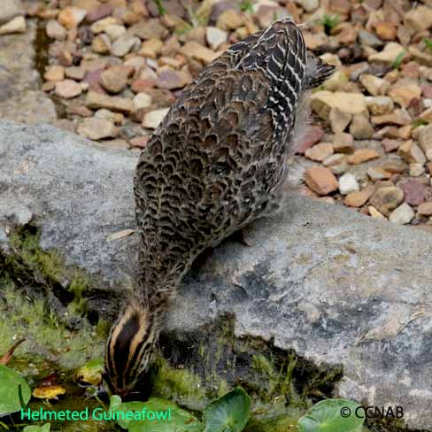 Birds seen in North America