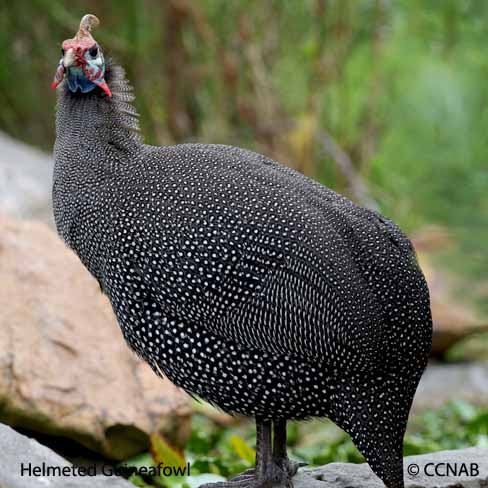 Helmeted Guineafowl