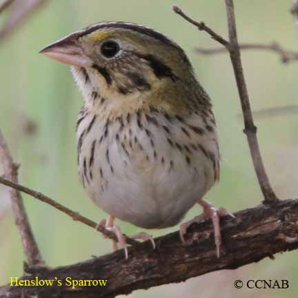 Birds of North America