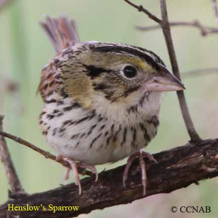 Henslow's Sparrow