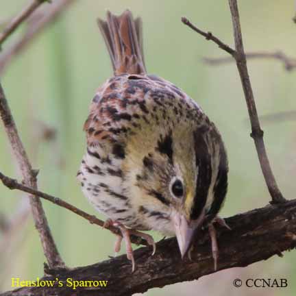 Henslow's Sparrow