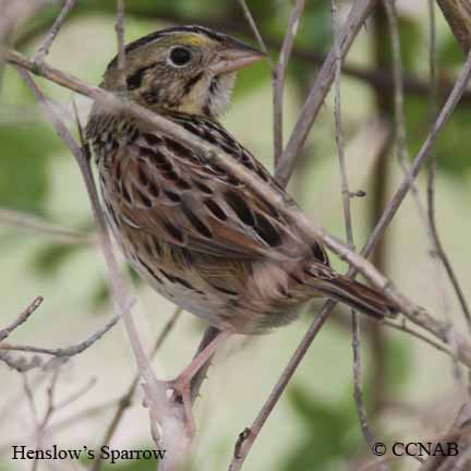 Henslow's Sparrow