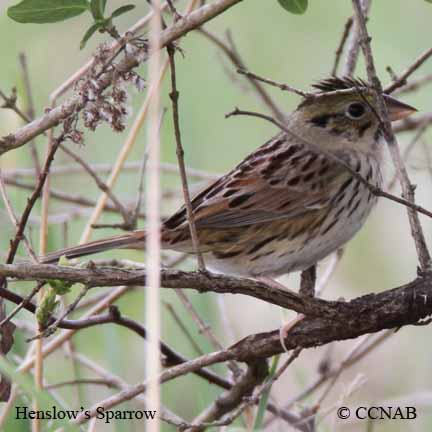 Henslow's Sparrow