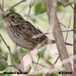 Henslow's Sparrow range map