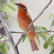 Hepatic Tanager range map