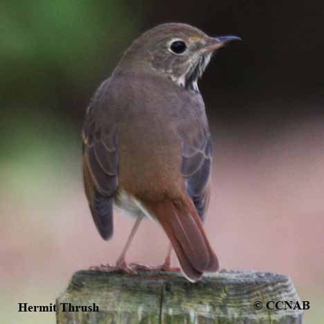 Hermit Thrush