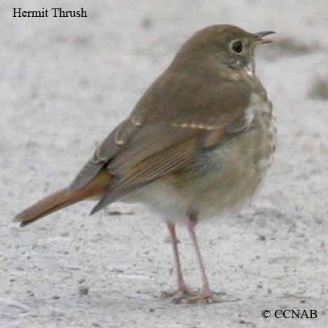 Hermit Thrush