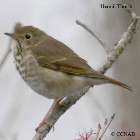 Birds of North America