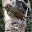 Hermit Thrush range map