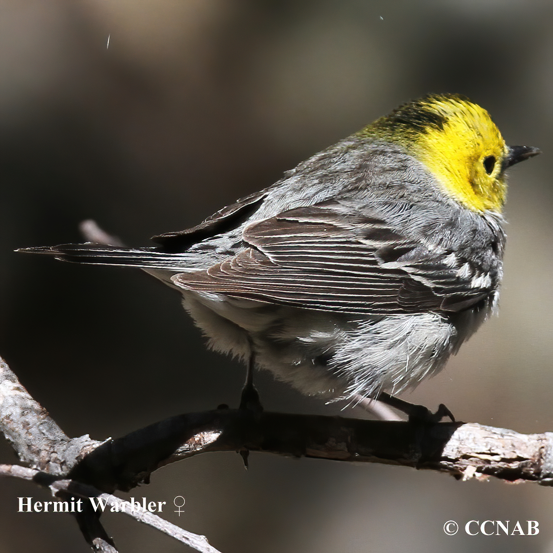 Hermit Warbler