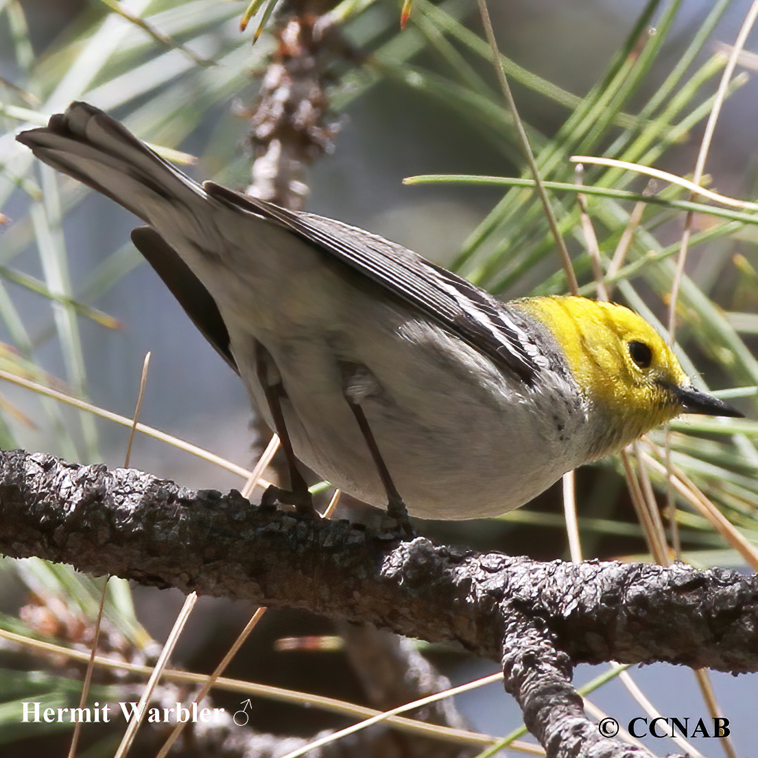 Hermit Warbler