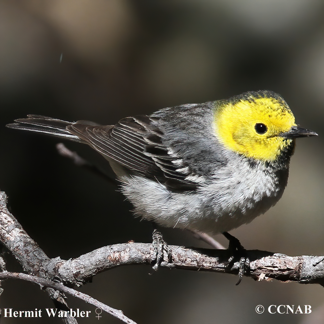 Hermit Warbler