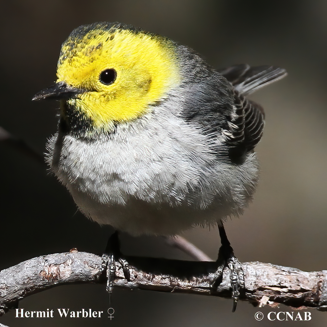  Hermit Warbler