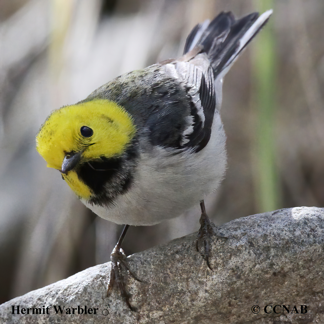 Birds of North America