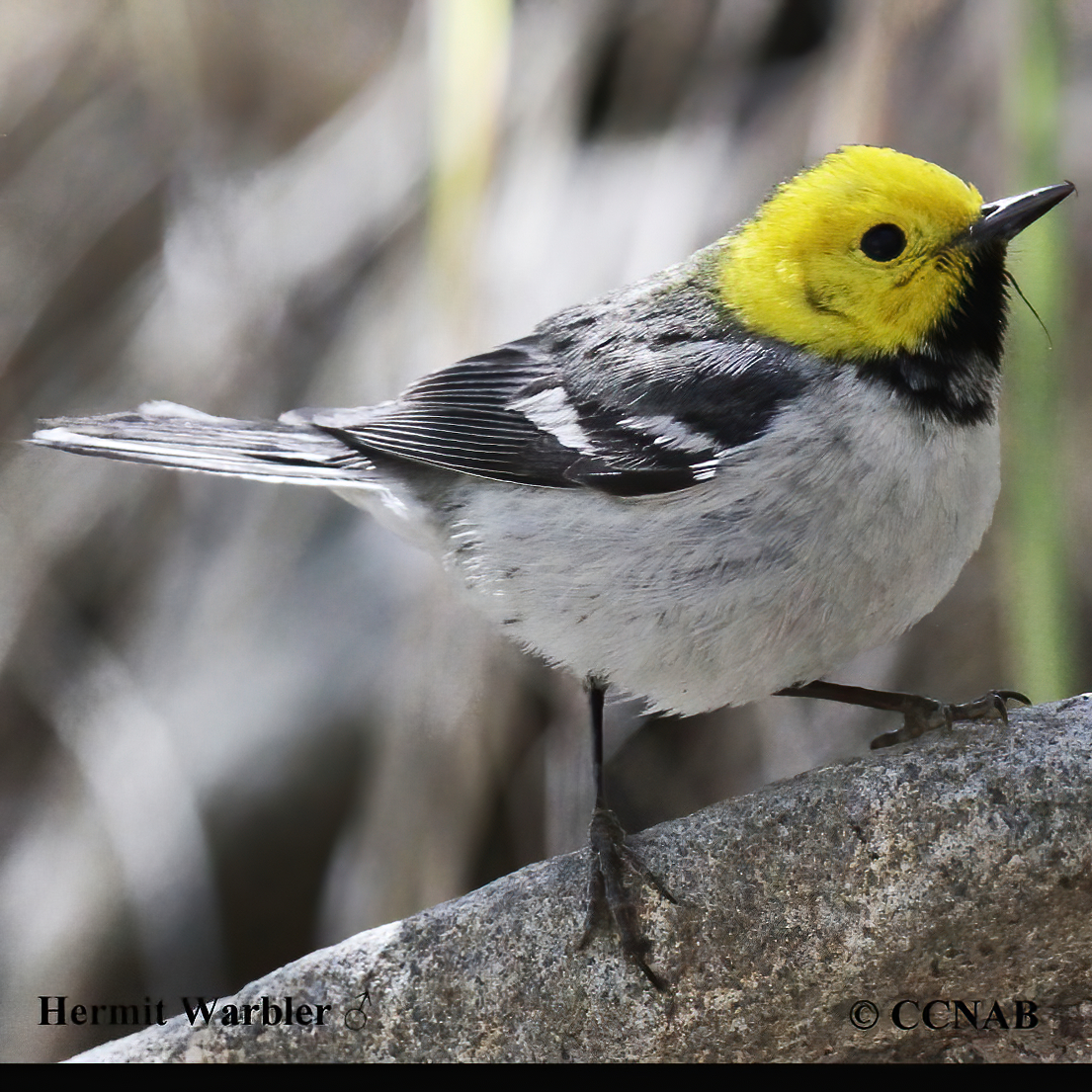 Hermit Warbler