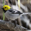 Hermit Warbler range map