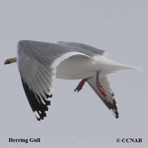 Herring Gull