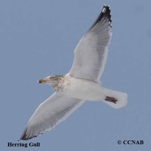 Herring Gull