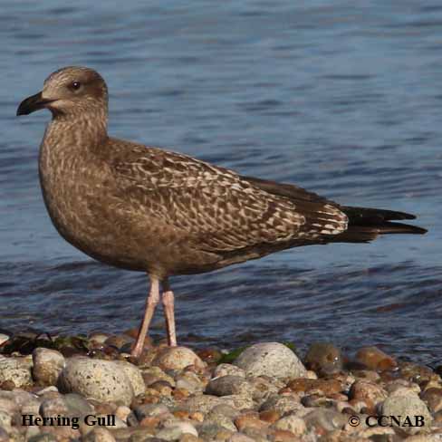 Herring Gull