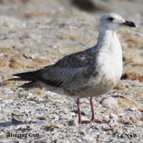 Herring Gull