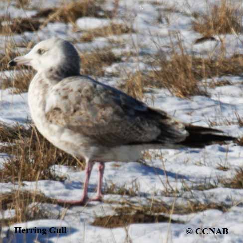 Herring Gull