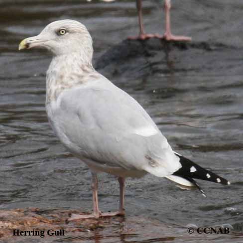 Herring Gull