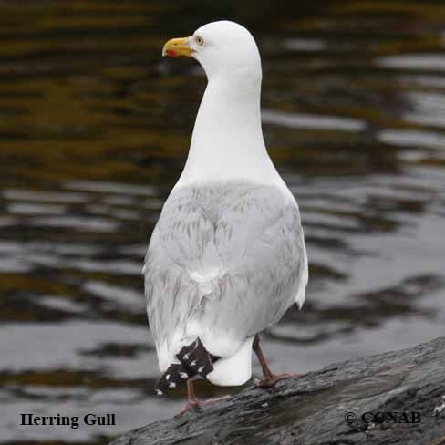 Herring Gull