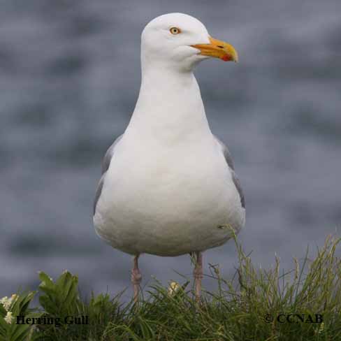 Herring Gull