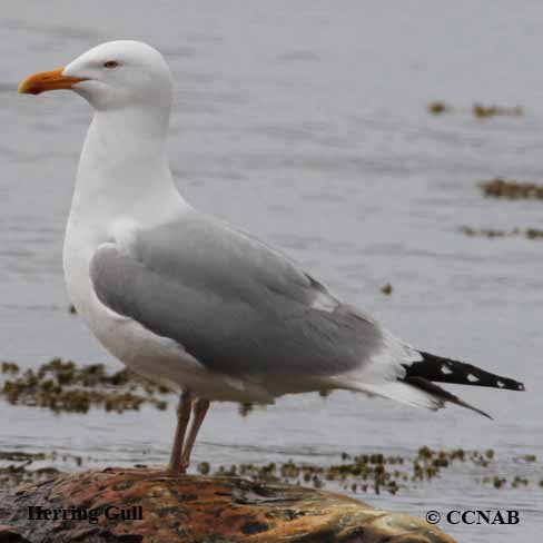 Birds of North America