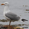 Herring Gull range map