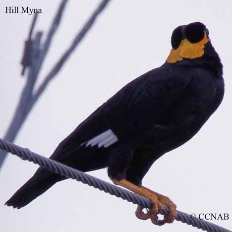 Hill Myna