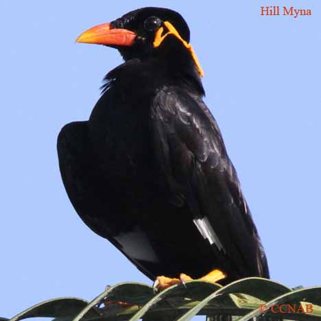 Hill Myna