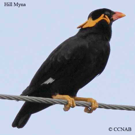 Hill Myna