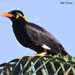 Hill Myna