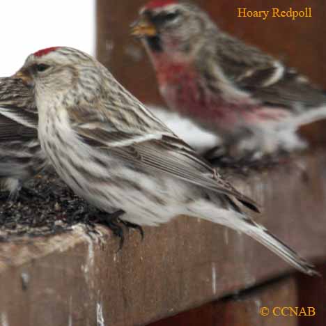 Hoary Redpoll