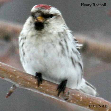 Hoary Redpoll