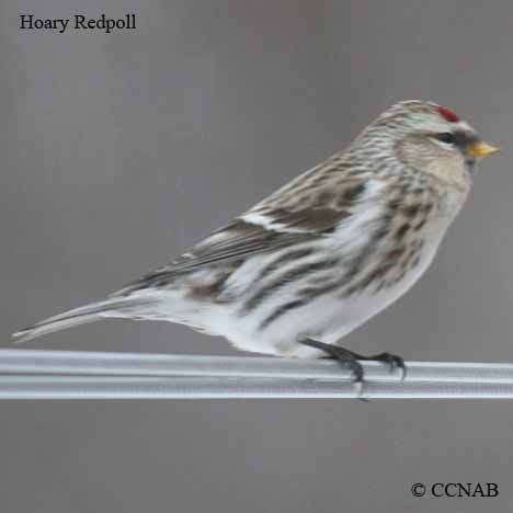 Hoary Redpoll