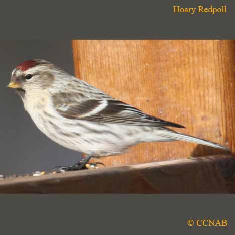 redpolls