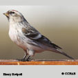 Hoary Redpoll range map