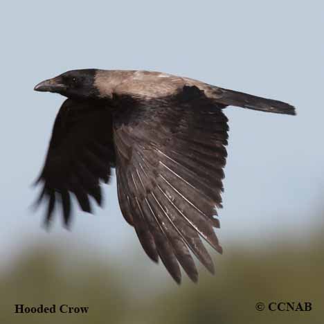 Hooded Crow