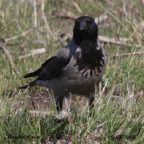 Hooded Crow