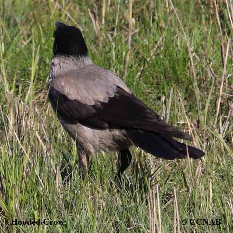 Hooded Crow