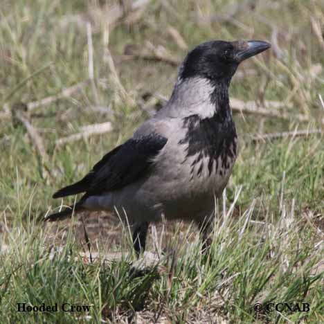 Hooded Crow