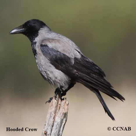 Hooded Crow