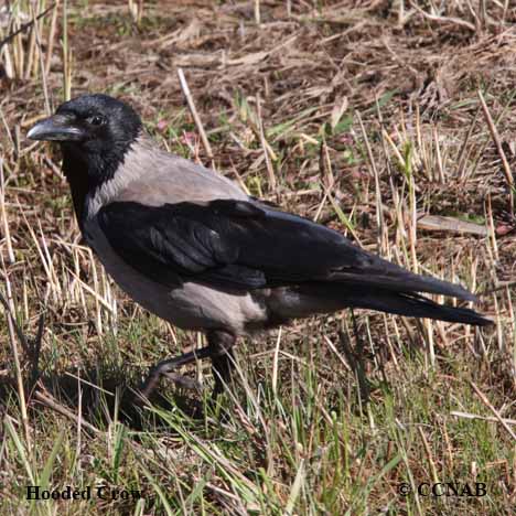 Birds of North America