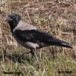 Hooded Crow range map